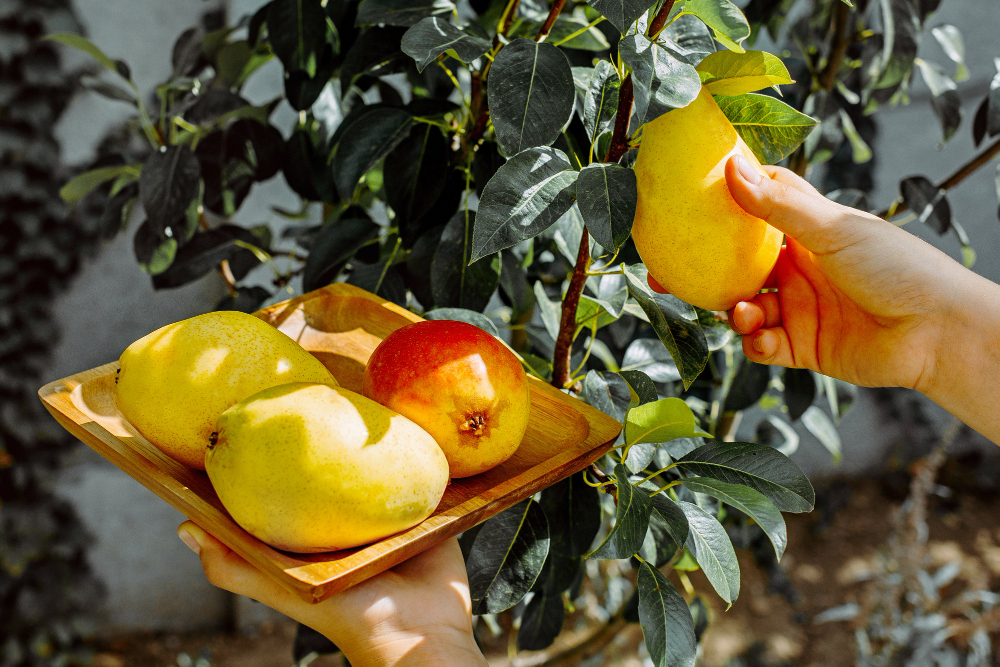 Cultivarea pomilor fructiferi: Secrete și sfaturi