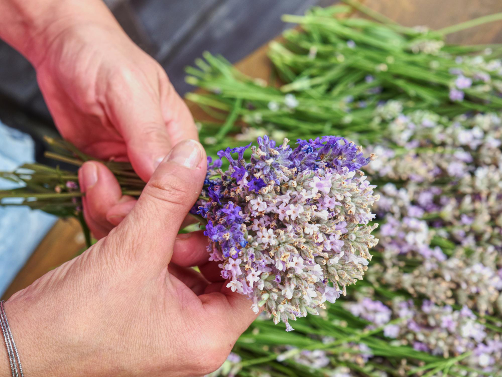 Ghid complet pentru cultivarea lavandei