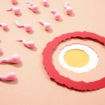 Ce înseamnă ovulație? Semne și perioade fertile