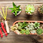 Cum să-ți îngrijești plantele suculente și cactusii în casă